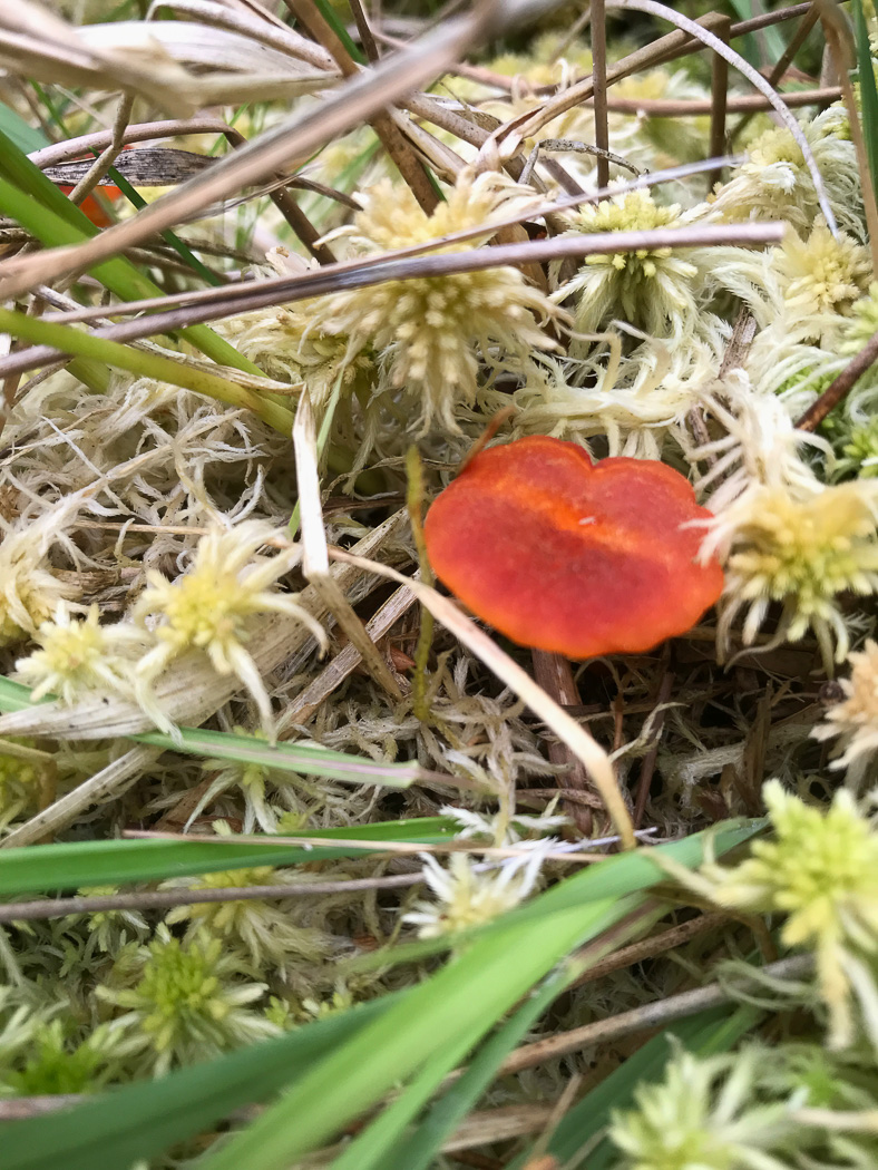 Hygrocybe coccineocrenata  by Helen Read